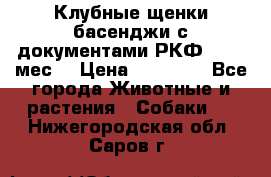 Клубные щенки басенджи с документами РКФ - 2,5 мес. › Цена ­ 20 000 - Все города Животные и растения » Собаки   . Нижегородская обл.,Саров г.